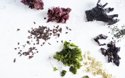 Seaweed and gut health: the relationship you didn’t know existed